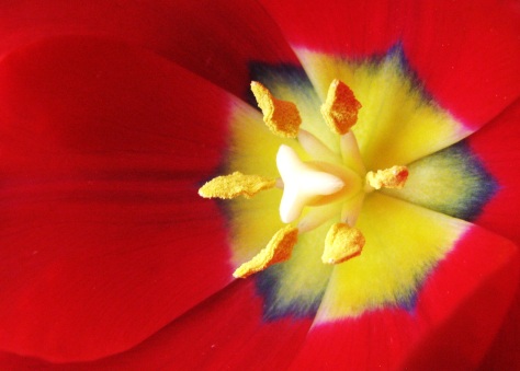 The Very Center of a Red Tulip