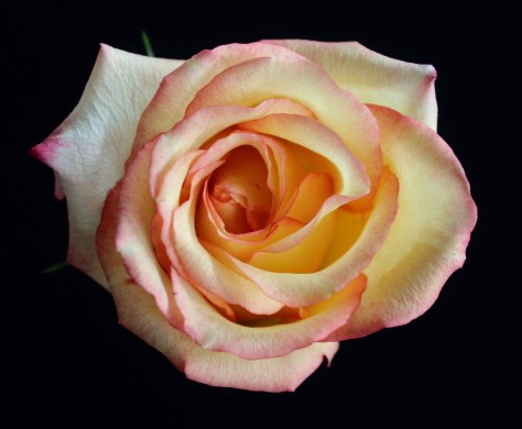 Rose Photo of the Day