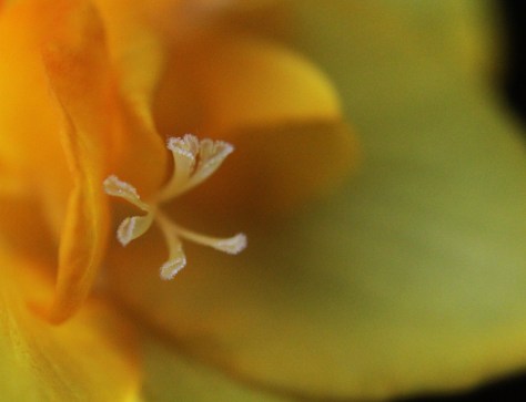 Yellow Freesia Stamen Close-up