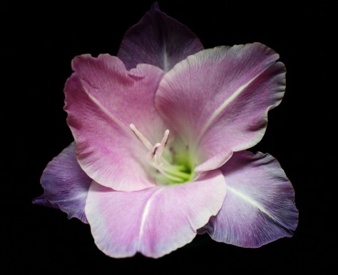 Gladiolus Flower