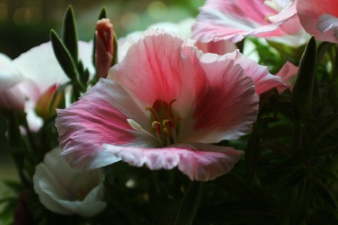 Pink & White Godetia Flower