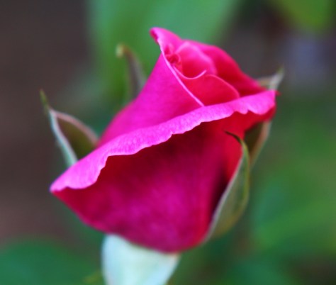 Bright Pink Rosebud