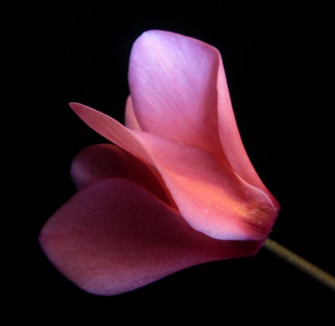 Pink Cyclamen Flower