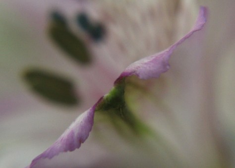 Alstroemeria flower petal edge... :-)