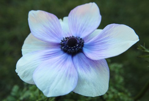 The beautiful anemone ~ also known as windflower.  :-)
